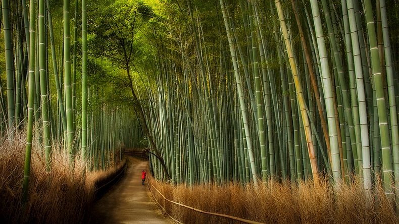 sagano-bamboo-forest-3-resize2[2]